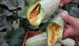 吃瓜怀孕网红,揭秘瓜农与网红的甜蜜邂逅